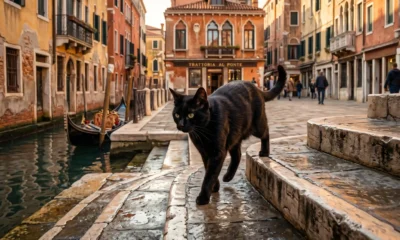 Pixar Gatto teaser trailer Venice feline noir aesthetic