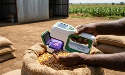 Aflabox portable AI mycotoxin testing device in grain field