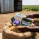 Aflabox portable AI mycotoxin testing device in grain field