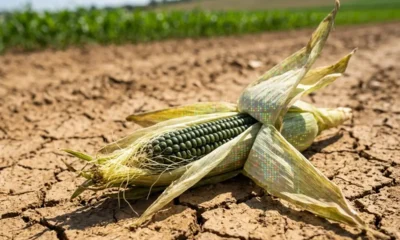 Computomics climate smart plant breeding Series B funding