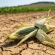 Computomics climate smart plant breeding Series B funding